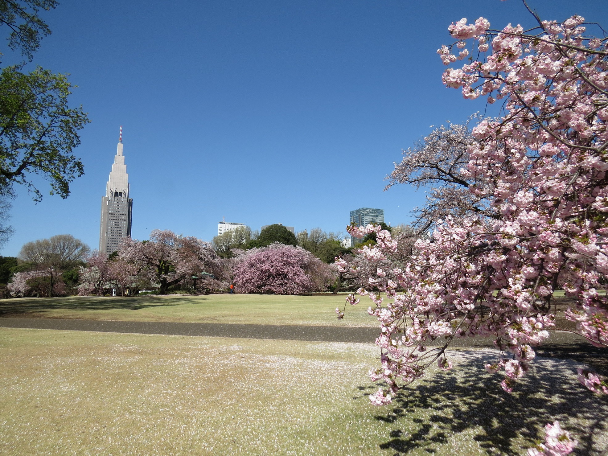 Vườn Quốc gia Shinjuku Gyoen